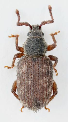 Cathormiocerus socius